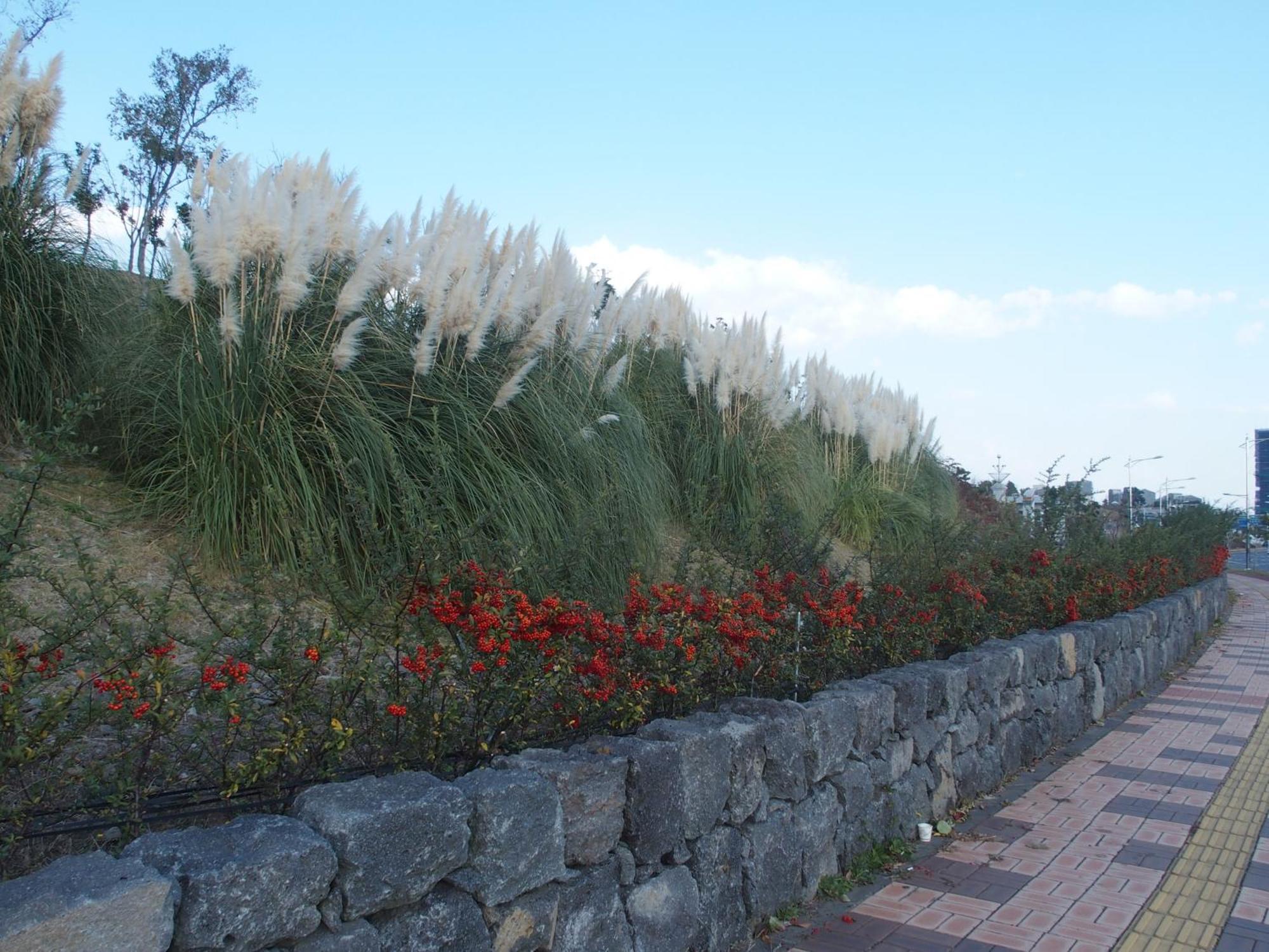 Black Rosehouse Seogwipo Exterior photo